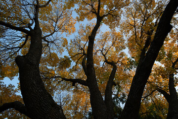 Iowa Des Moines Clive Neighborhood Autumn (Fall)  Orange Maple Trees