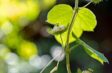 closeup selective focused of Fetid passionflower on branch. fresh green leaves. Scarletfruit or Stinking passionflower. wild pant.
