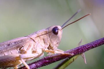 Leafhopper