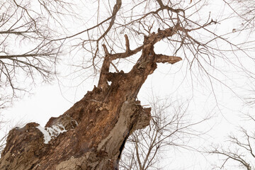 Iowa Brown Woods Tree Trunk