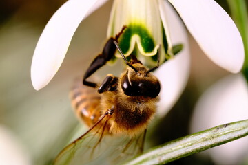 Bee