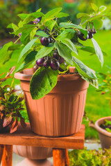 Small eggplants cultivated for container or pot for balcony, patio or terrace