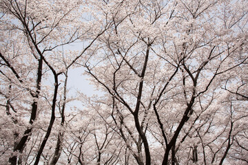 ソメイヨシノ　桜　桜の花　春　日本的