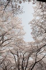 ソメイヨシノ　桜　桜の花　春　日本的