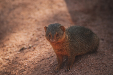 close up of a cute mongoose