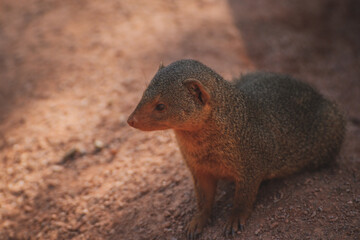 close up of a cute mongoose
