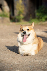 Naklejka na ściany i meble A corgi dog lies with its tongue sticking out on a sunny day