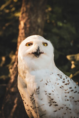 Snowy owl portrait