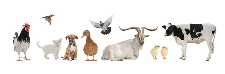 group of pets isolated on white background