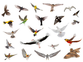 Fototapeta premium group of birds in flight with spread wings isolated on white background