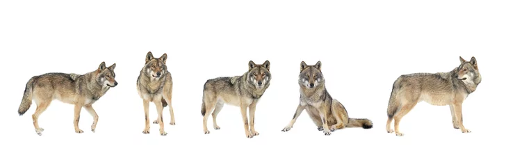 Foto auf Alu-Dibond  gray wolves isolated on white background © fotomaster
