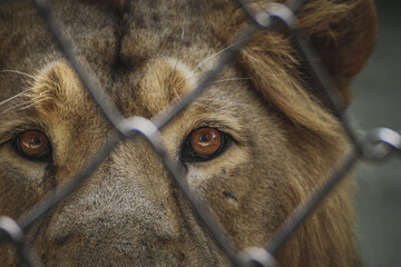 close up of eye of a lion
