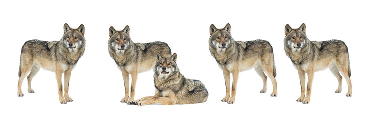  gray wolves isolated on white background - obrazy, fototapety, plakaty