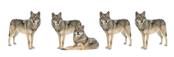 Foto op Plexiglas grijze wolven geïsoleerd op witte achtergrond © fotomaster