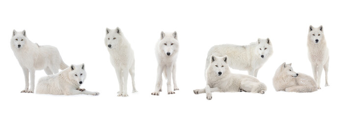 Naklejka na ściany i meble polar wolves isolated on white background