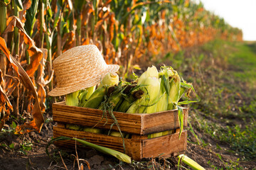 Closeup view at wooden crate with sweet corn cobs and straw hat at corn field  sunset summer time...