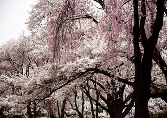 ソメイヨシノ　桜　桜の花　春　日本的