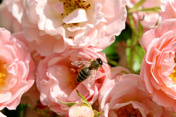 Eine Biene inmitten von Rosen