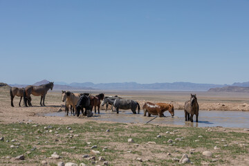 Herd of Wild Horses at a Desert Waterhole in Utah