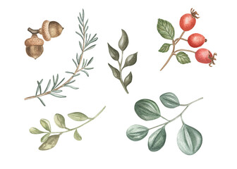 Watercolor illustration of winter plants and berries.