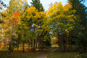 Golden autumn in city park, seasonal landscape, beautiful nature, Time for romantic walking. Tree alley in fall background