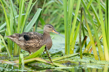 kaczka krzyzowka Anas platyrhynchos © Robert