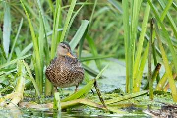 kaczka krzyzowka Anas platyrhynchos © Robert