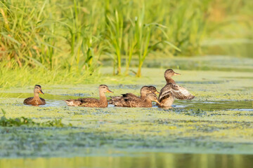 kaczka krzyzowka Anas platyrhynchos