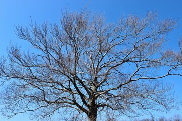 Fototapeta na wymiar tree against sky