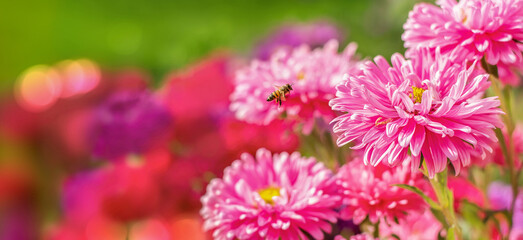 Bee flying towards colorful flowers in the garden - 458283564