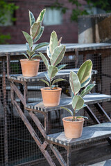 Three elastic ficus trees on the stairs
