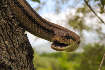 Serpente cervone (Elaphe quatuorlineata) su rami,primo piano con bocca spalancata