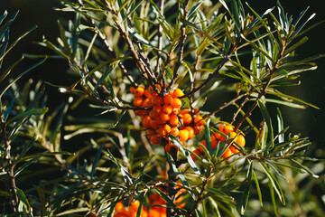 Branch of sea buckthorn berries in bright golden sun. Warm autumn colors Harvesting a rich harvest of berries in autumn Benefits and vitamins of natural products