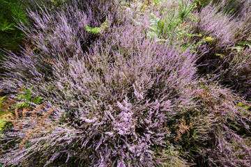 bunch of common heather in bloom