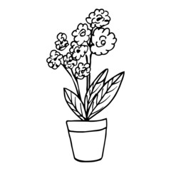 Houseplant in the pot in doodle style. Hand drawn potted plant for home. Hand drawn simple black outline vector illustration in cartoon doodle style, isolated. Home gardening