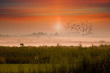Flock of birds flying over river in misty morning at sunrise