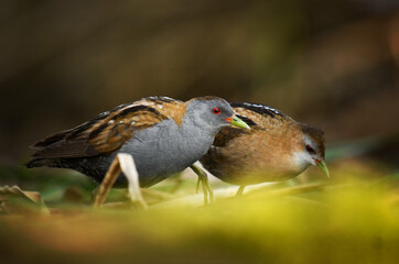 Little crake bird ( Porzana parva )