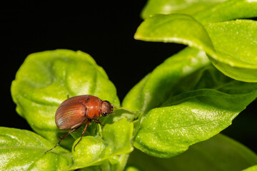 May Beetle (Phyllophaga sp.) - obrazy, fototapety, plakaty