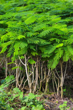 Senegalia pennata grown in the garden.