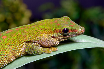 kranker Madagaskar-Taggecko mit Fettablagerung an der Kehle // Madagascar giant day gecko (Phelsuma grandis)