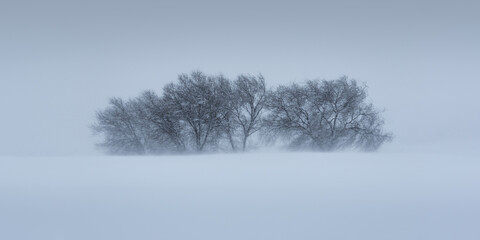 Snowy mountain with trees in blizzard