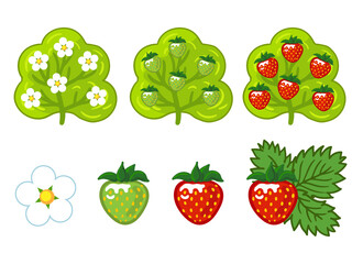 Strawberry. Drawn vector illustration isolated on a white background. Strawberry bush. Stages of strawberry maturation.