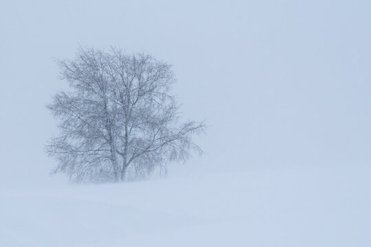 Lonely tree in snowy field with hills