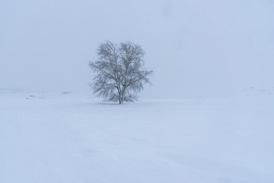 Lonely tree in snowy field with hills