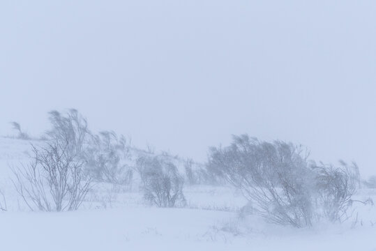 Snowy mountain with leafless trees in blizzard
