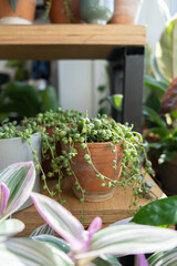 Krestovnik Senecio in a vintage pot on a wooden staircase by the window