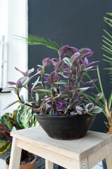 Purple tradescantia in a vintage pot on a wooden step on a black background