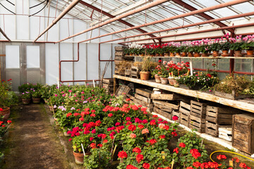 Old greenhouse with blooming red geraniums and cyclamen plants with different colors.