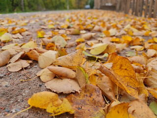 The Autumn leaves close-up. Colorful leaves. Leaves in the fall.