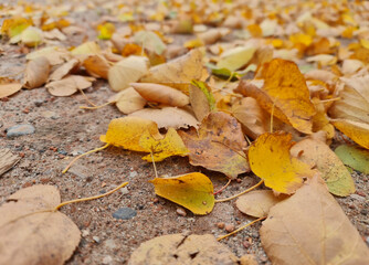 The Autumn leaves close-up. Colorful leaves. Leaves in the fall.